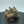 Brass Money Toad Statue: Feng Shui Wealth Charm, Home Decor